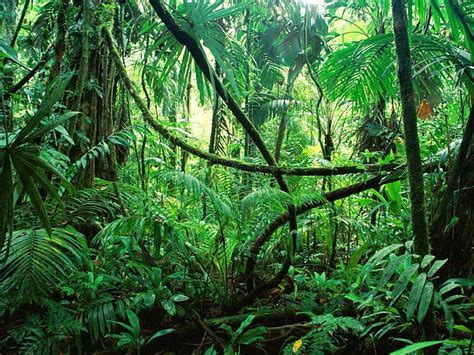 Tropical Rainforest Ecosystem En Rainforest Tropical Vegetation Hd