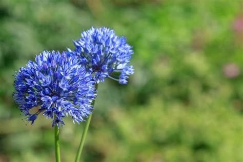 20 Bulbs With Beautiful Blue Flowers Uk