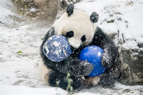 Giant Pandas Play In The Snow Photos Abc News