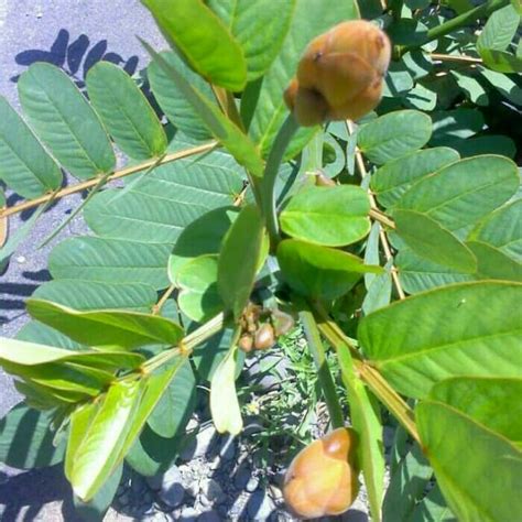 Daun merupakan bagian dari tanaman kelor. daun ketepeng atau kimanila per kg | Shopee Indonesia