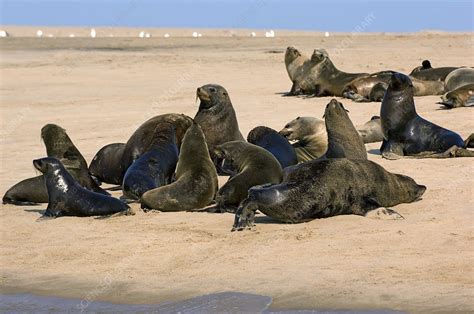 South African Fur Seals Stock Image Z9360312 Science Photo Library