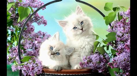If you're looking for the best kitty cat wallpaper then wallpapertag is the place to be. Download White Cats And Kittens Wallpapers Gallery
