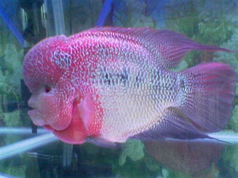 Er zijn 4 flowerhorn cichlide verkoop leveranciers, vooral gevestigd in azië. Flowerhorn The Hybrid Cichlids: Best Flowerhorn According ...