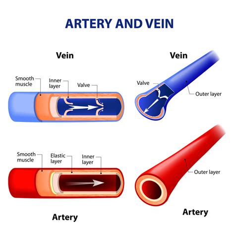 Artery And Vein Difference