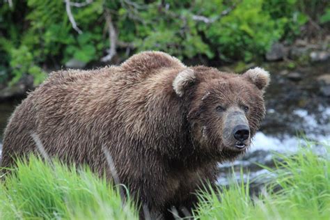 Bear Viewing Visit Anchorage