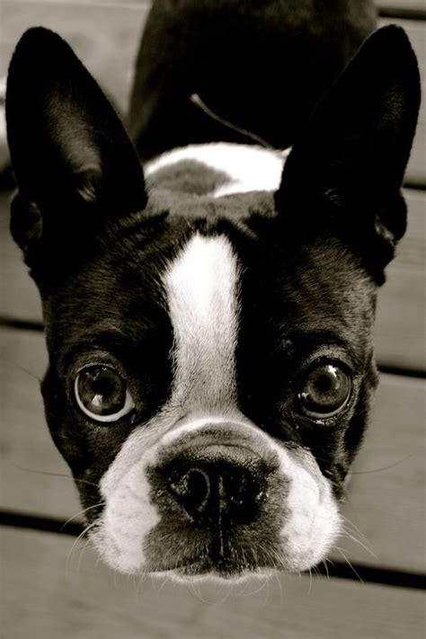 20 Things All Boston Terrier Owners Must Never Forget The Last One