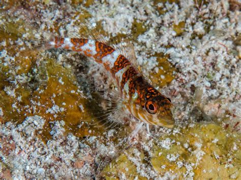 Encounter The Worlds Tiniest Fish The Dwarf Pygmy Goby