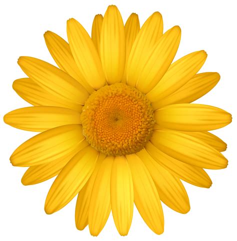 Free Yellow Daisy Png Download Free Yellow Daisy Png Png Images Free
