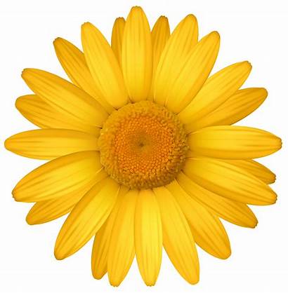 Daisy Clip Yellow Clipart Daisies Flower Flowers
