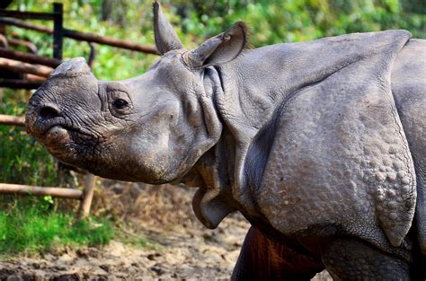 Foto De Stock Gratuita Sobre Naturaleza Vida Silvestre Animales