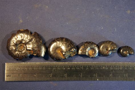 Pyritized Ammonite Fossils Morocco Jurassic