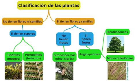 Profesor De Ciencias Juan Carlos Falquez La ReproducciÓn En Plantas