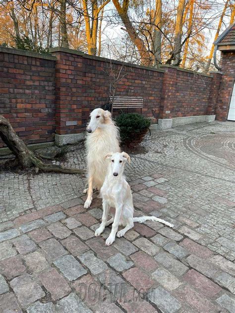 Beautiful Russian Wolfhound Borzoi Puppies Puppies For Sale