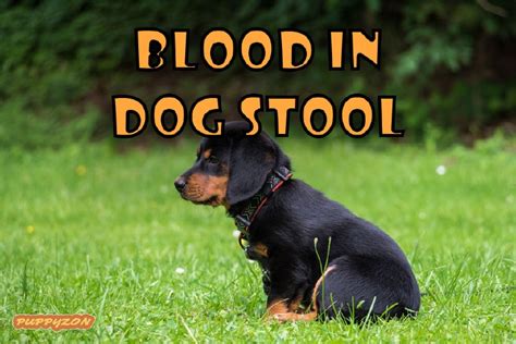 Blood In Dog Stool Causes Symptoms And Treatment