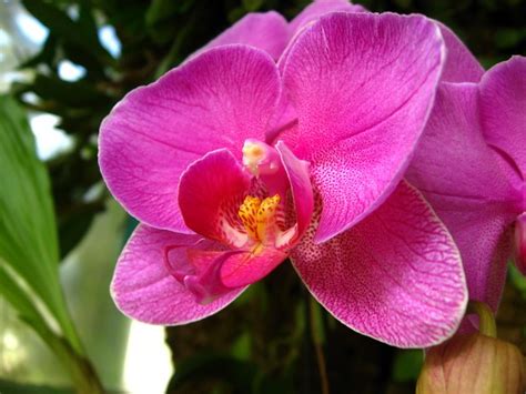 American Orchid Society Delray Beach Fl 019