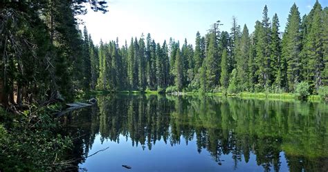 Trees And Long Grass Lining Floating Island Lake Lake Tahoe Vacation