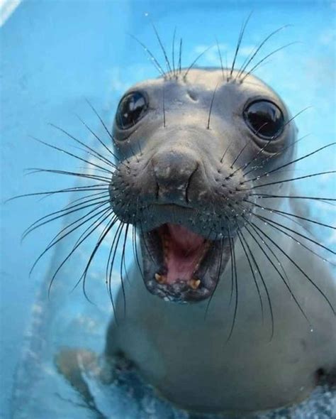31 Super Happy Animals That Will Leave You Smiling Cute Animals