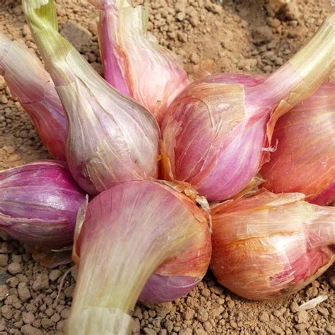 Buy Shallot Sets Shallot Meloine £20 Delivery By Crocus