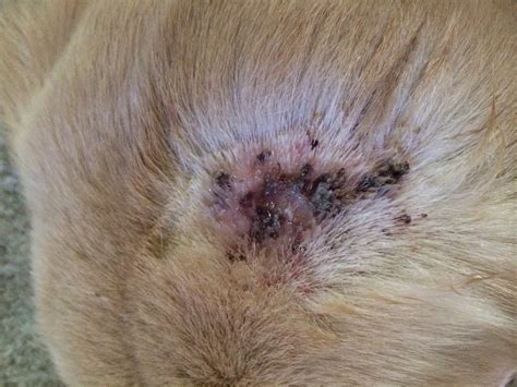 Why Does My Dog Have Random Scabs