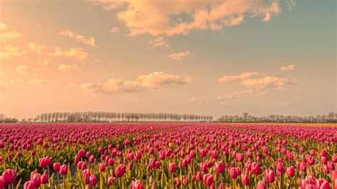 Pink Tulip Flowers Field During Sunset Evening Under White Clouds Blue