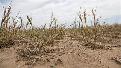 Oklahoma Drought Kindles Spectre Of 1930s Dust Bowl Bbc News