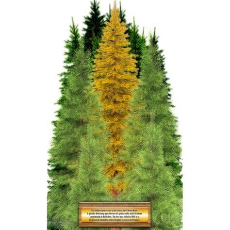 Golden Spruce Most Famous Trees Cardboard Cutout