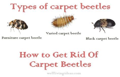 8 Images What Causes Carpet Worms And Description Alqu Blog