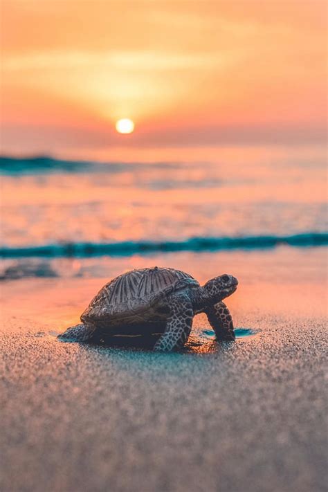 sea turtle with sunset Google Tìm kiếm Cute animals Cute baby