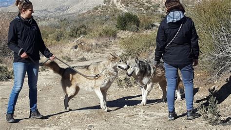 Animals As Healers A Walk With Wolf Connection Werewild