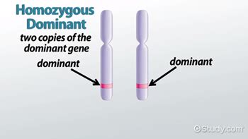 Thus g is the dominant of c, a of d, and so on. Example of homozygous dominant genotype