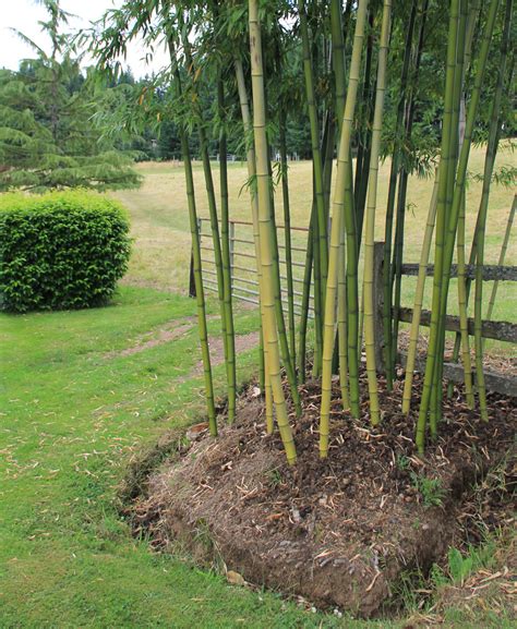 38 glorious japanese garden ideas. Controlling Bamboo
