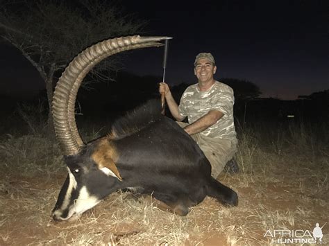 Sable Antelope Hunt In South Africa