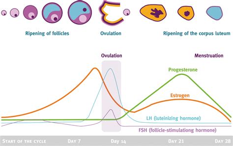 The Menstrual Cycle And How It Affects The Female Athlete Aut