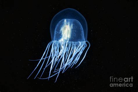 Jellyfish Photograph By Alexander Semenovscience Photo Library Fine