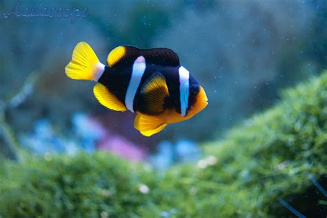 40 Beautiful Tropical Fish Pictures