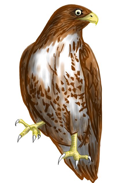 Transparent Background Hawk Clipart Clip Art Library