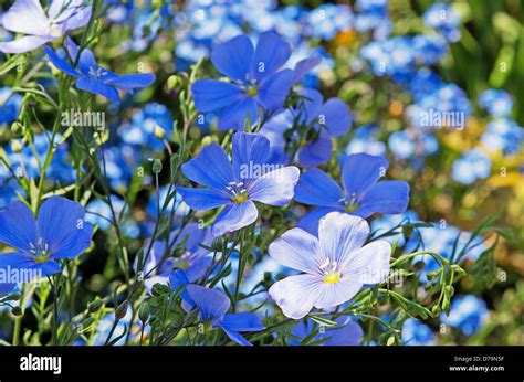 Small Blue Flowers Of Perennial Flax Linum Perenne Stock Photo Alamy
