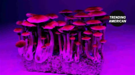 Using Magic Mushrooms For Self Discovery How Psychedelic Therapy Is