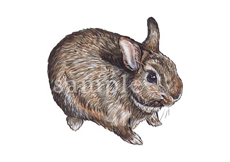 Bertram Bunny – A4 Print – Doing it Ourselves