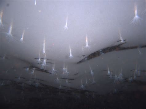 Antarctic Sea Anemone Found Under Ice Shelf One Of Top 10 New Species