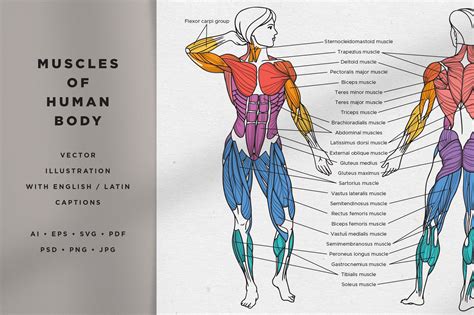 Human Body Muscles Names Muscle Groups Insanity
