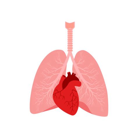 8800 Heart Lungs Stock Illustrations Royalty Free Vector Graphics