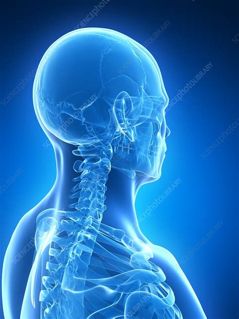 They also provide for the attachment of muscles, and help us move around. Human skull and neck bones, illustration - Stock Image ...