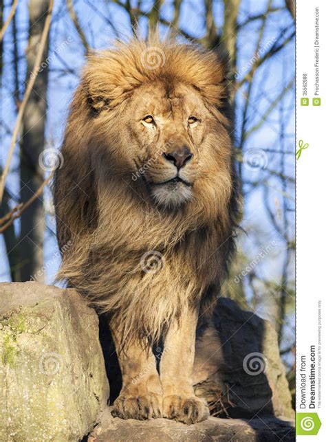 Beautiful Lion Stock Photo Image Of Animal Mammal