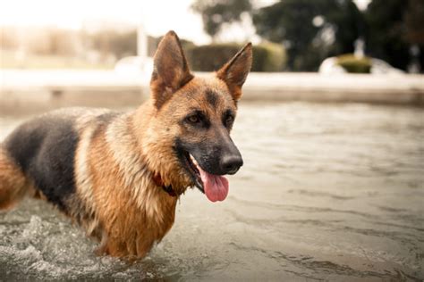 Signs of food allergies include chronic infection of the dog's skin. Is Your German Shepherd Susceptible to Allergies? Breed ...