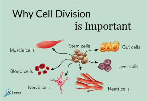 Why Cell Division Is Important Rs Science