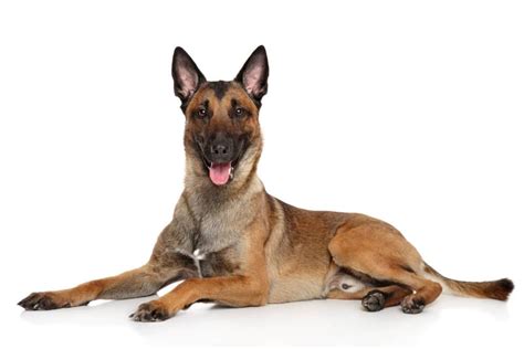 Which food is best for your pup? 9 Best Belgian Malinois Dog Foods Plus Top Brands for ...