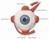 Images of Ocular Muscle Exercise