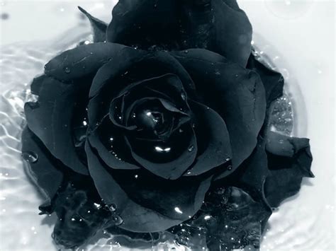 Download Black Rose Ultra Hd Background Picture Image By