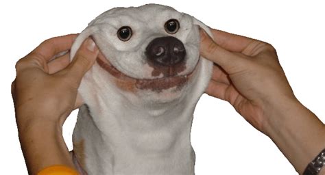 Smiling Dog Is Forced To Smile Rcutouts